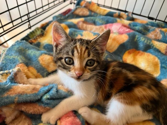 Fancy Fur Katie!, Baby Female unknown