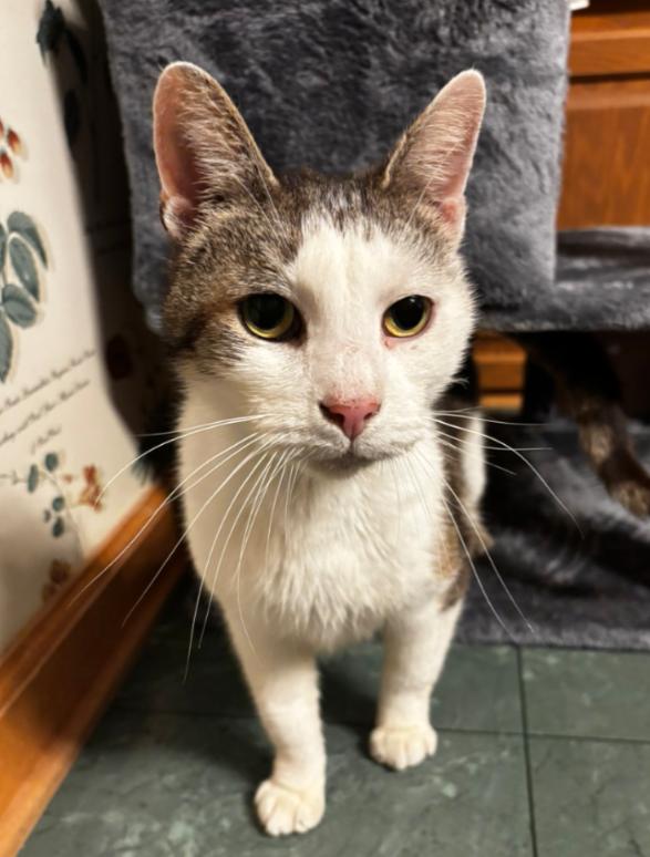 Enlarge DAGG , a hold Domestic Short Hair in Carroll, OH image 5/6