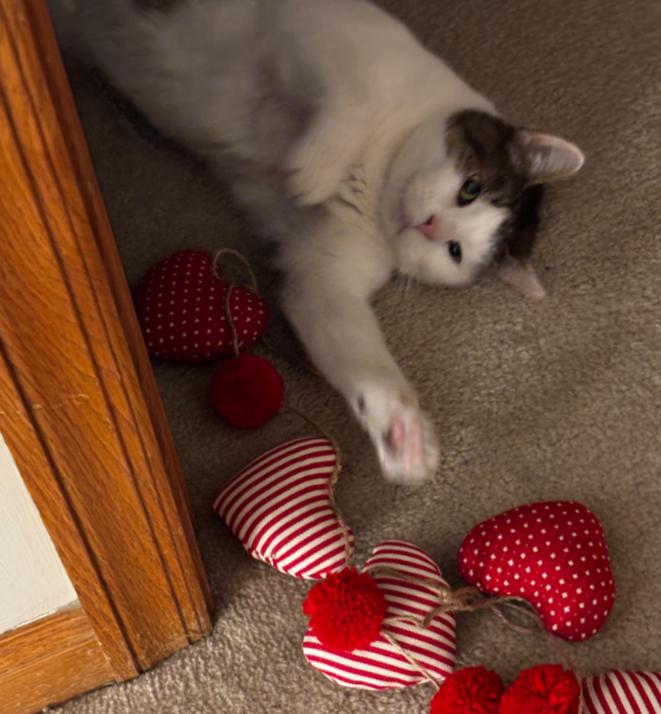 Enlarge DAGG , a hold Domestic Short Hair in Carroll, OH image 3/6