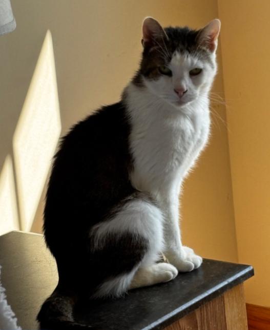 Enlarge DAGG , a hold Domestic Short Hair in Carroll, OH image 2/6