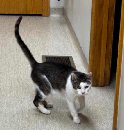 Enlarge DAGG , a hold Domestic Short Hair in Carroll, OH image 6/6