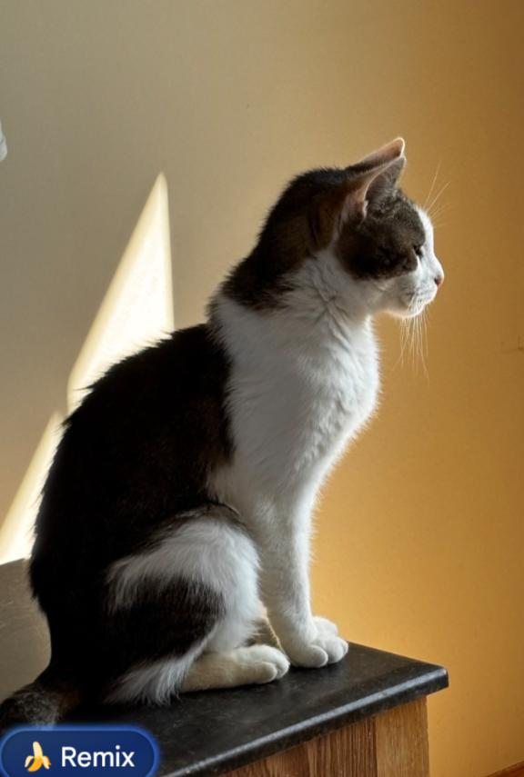 Enlarge DAGG , a hold Domestic Short Hair in Carroll, OH image 4/6