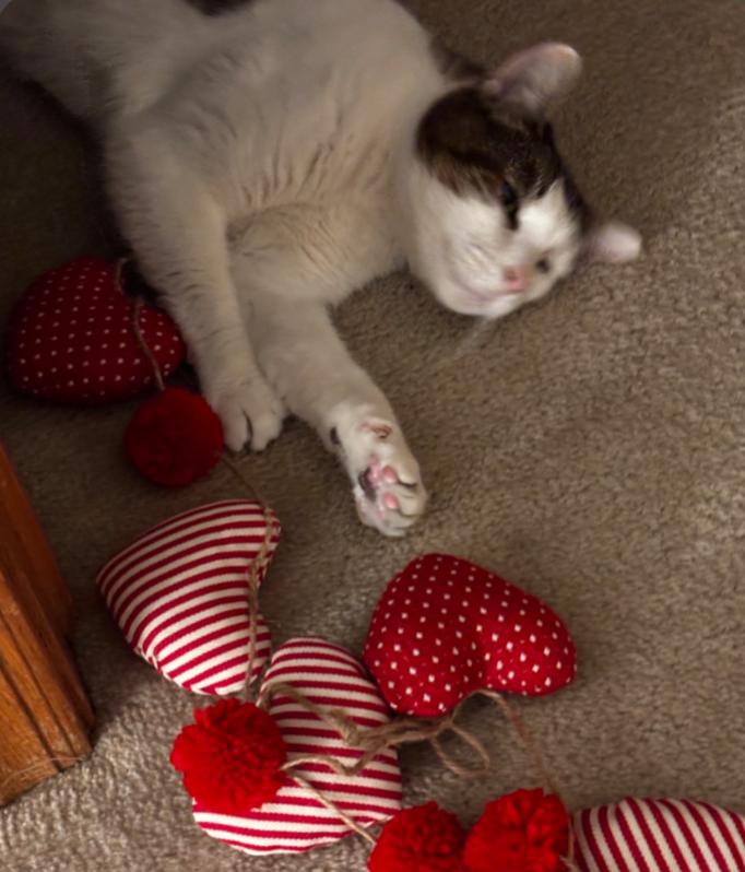 Enlarge DAGG , a hold Domestic Short Hair in Carroll, OH image 1/6