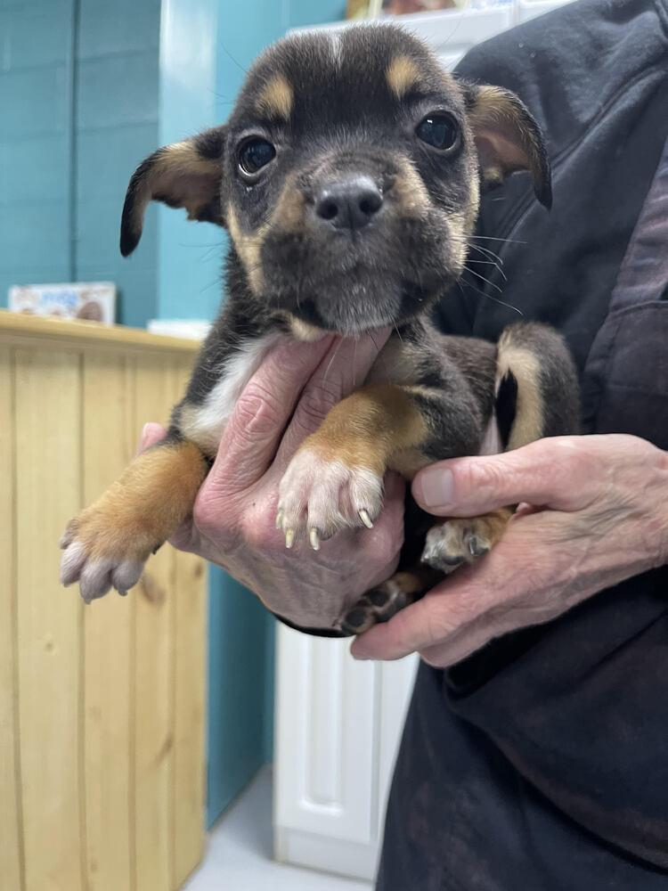 Lulu, Adopted, Puppy Female Mixed Breed.