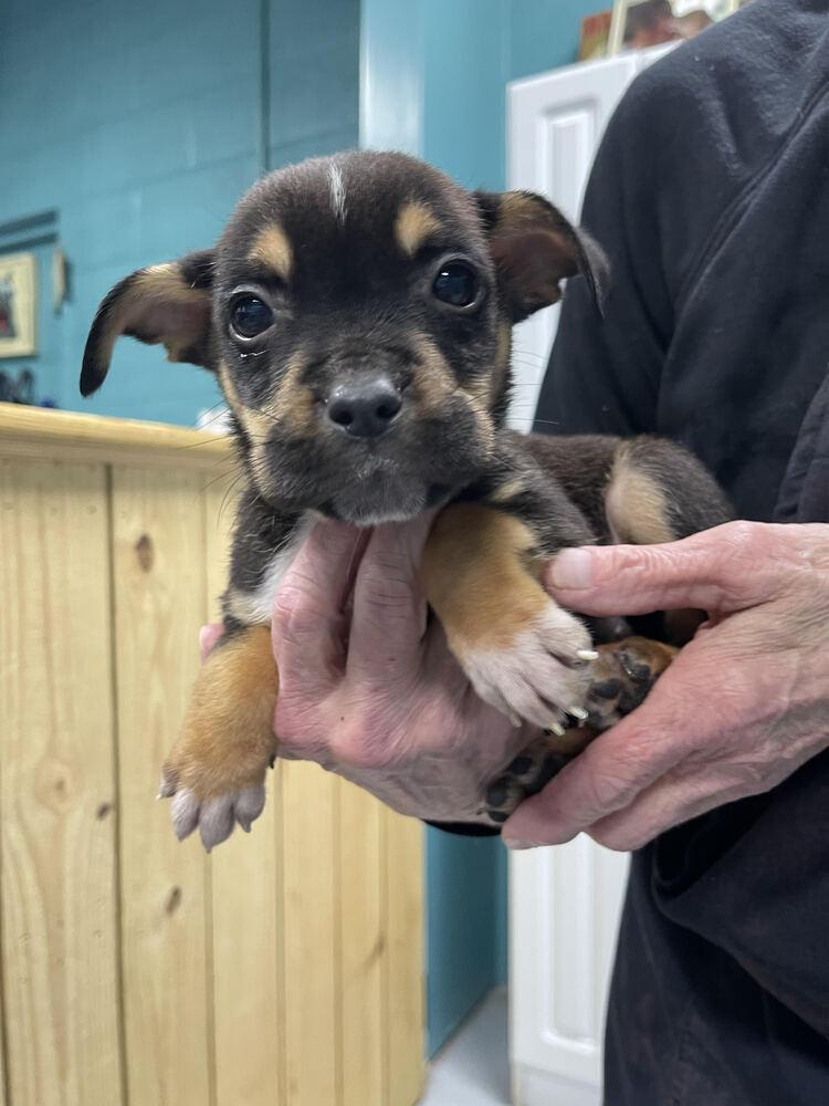 Enlarge Lulu, a Adopted Mixed Breed in Chattanooga, TN image 2/2