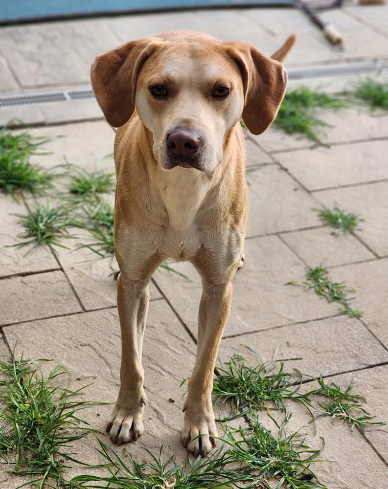 Enlarge Carter (bonded with Violet), a Adoptable Labrador Retriever in Washington, DC image 1/6