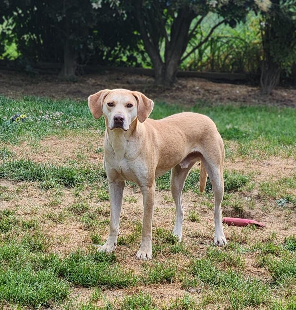 Enlarge Carter (bonded with Violet), a Adoptable Labrador Retriever in Washington, DC image 3/6
