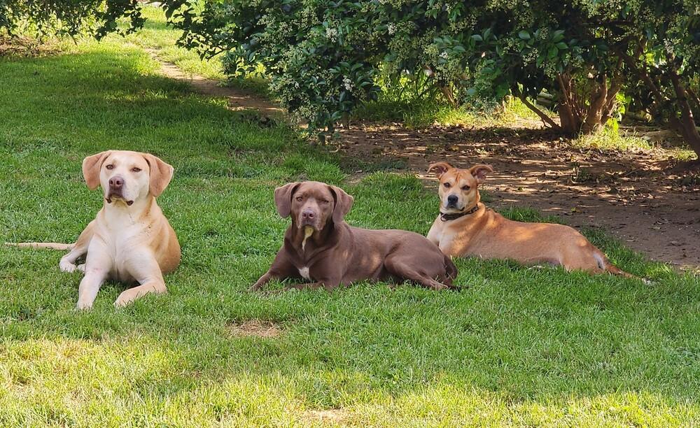 Enlarge Carter (bonded with Violet), a Adoptable Labrador Retriever in Washington, DC image 6/6