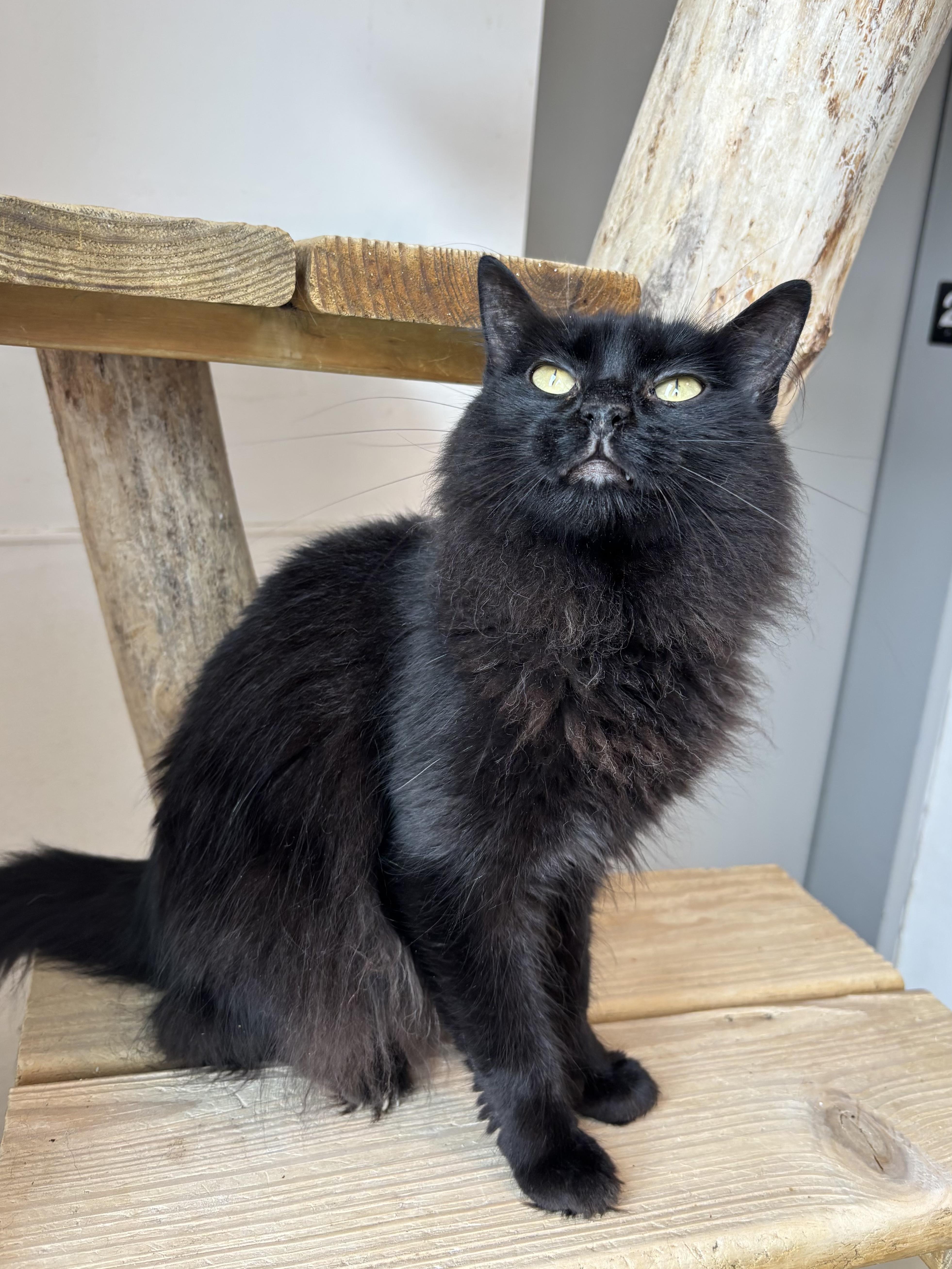 Abba, Adoptable, Adult Female Domestic Medium Hair.