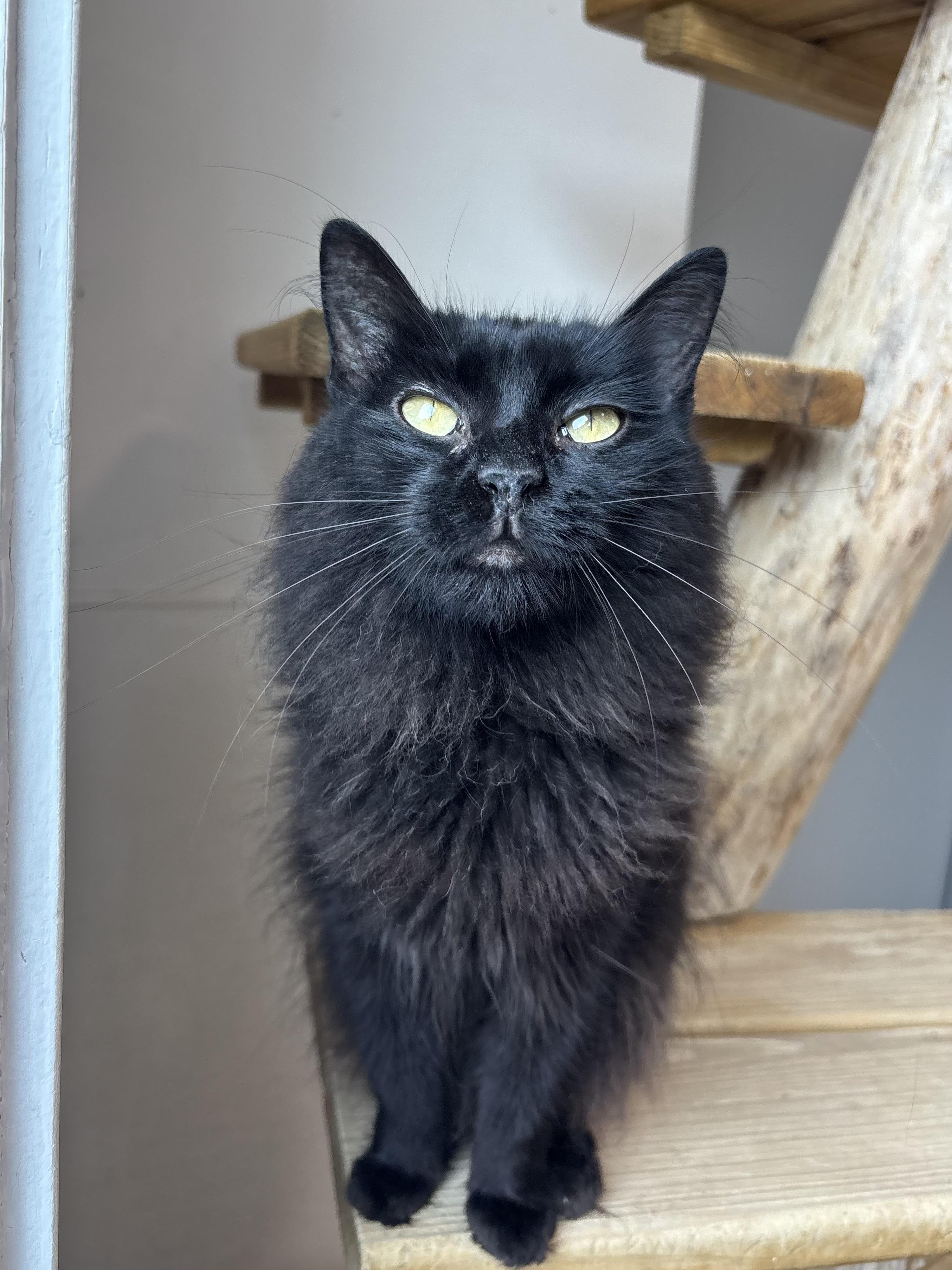 Enlarge Abba, a Adoptable Domestic Medium Hair in Chicago, IL image 2/3