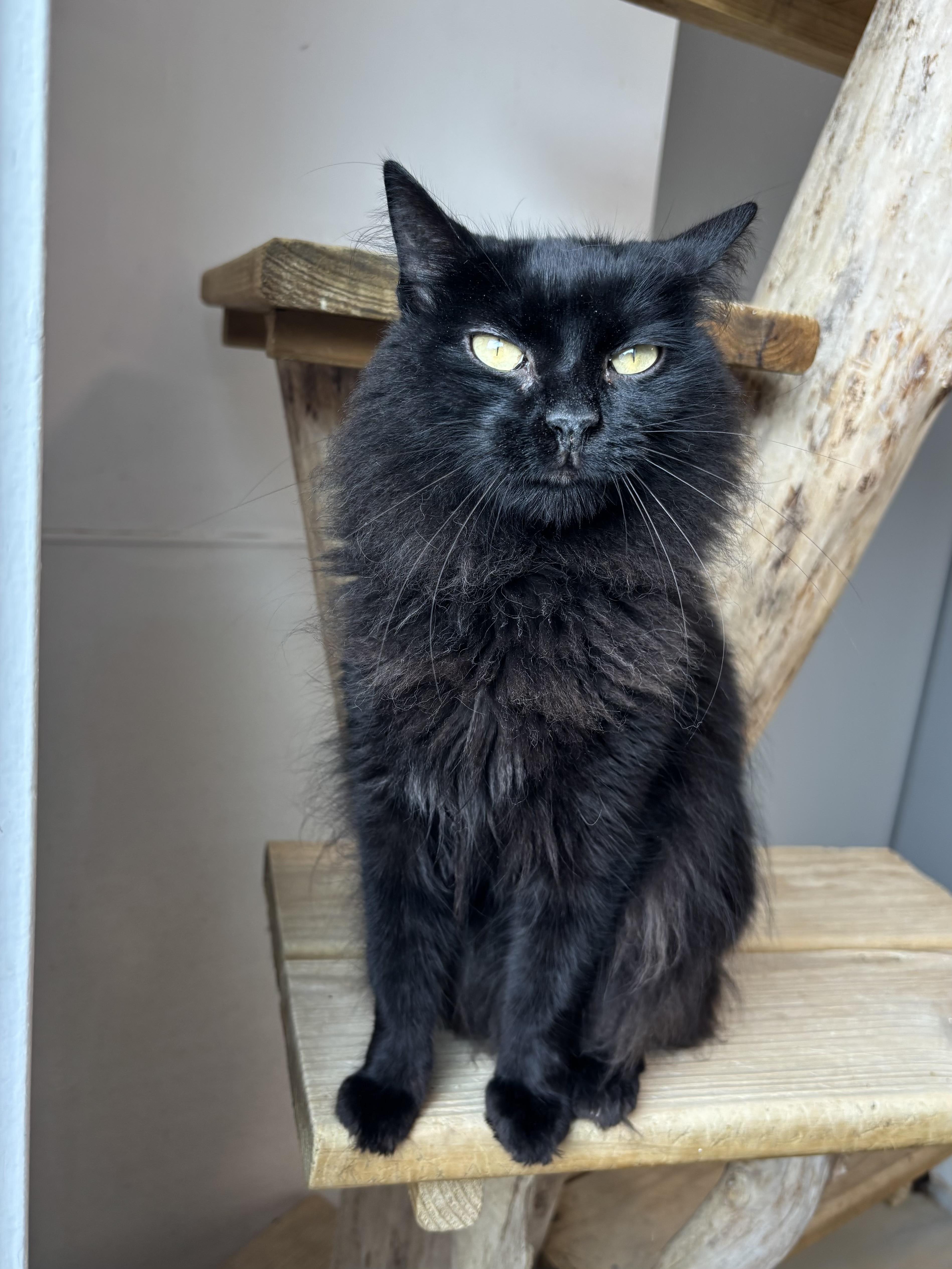 Enlarge Abba, a Adoptable Domestic Medium Hair in Chicago, IL image 3/3