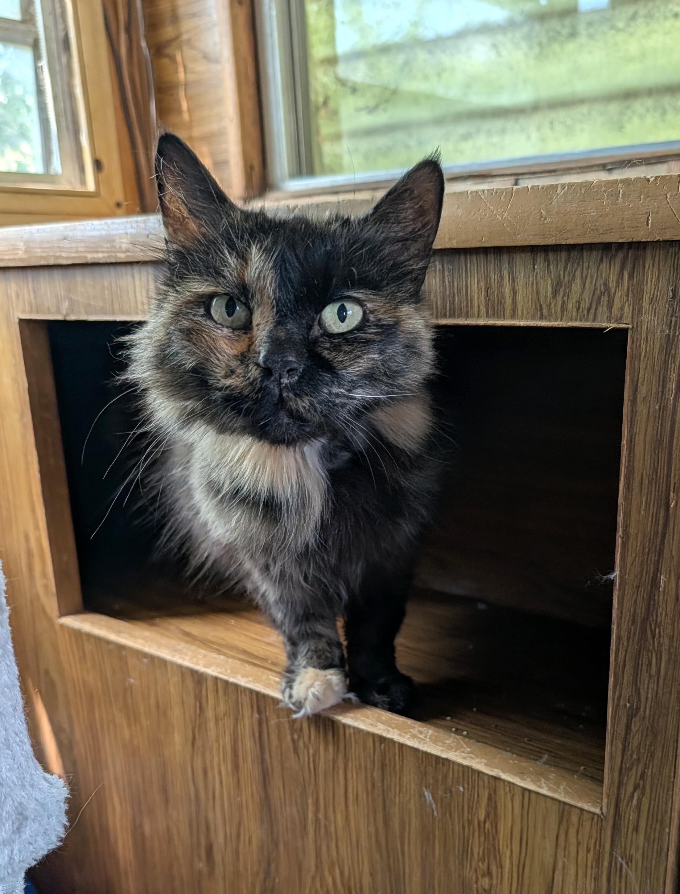 Enlarge Mochi, a ADOPTABLE Domestic Short Hair in Washoe Valley, NV image 1/2