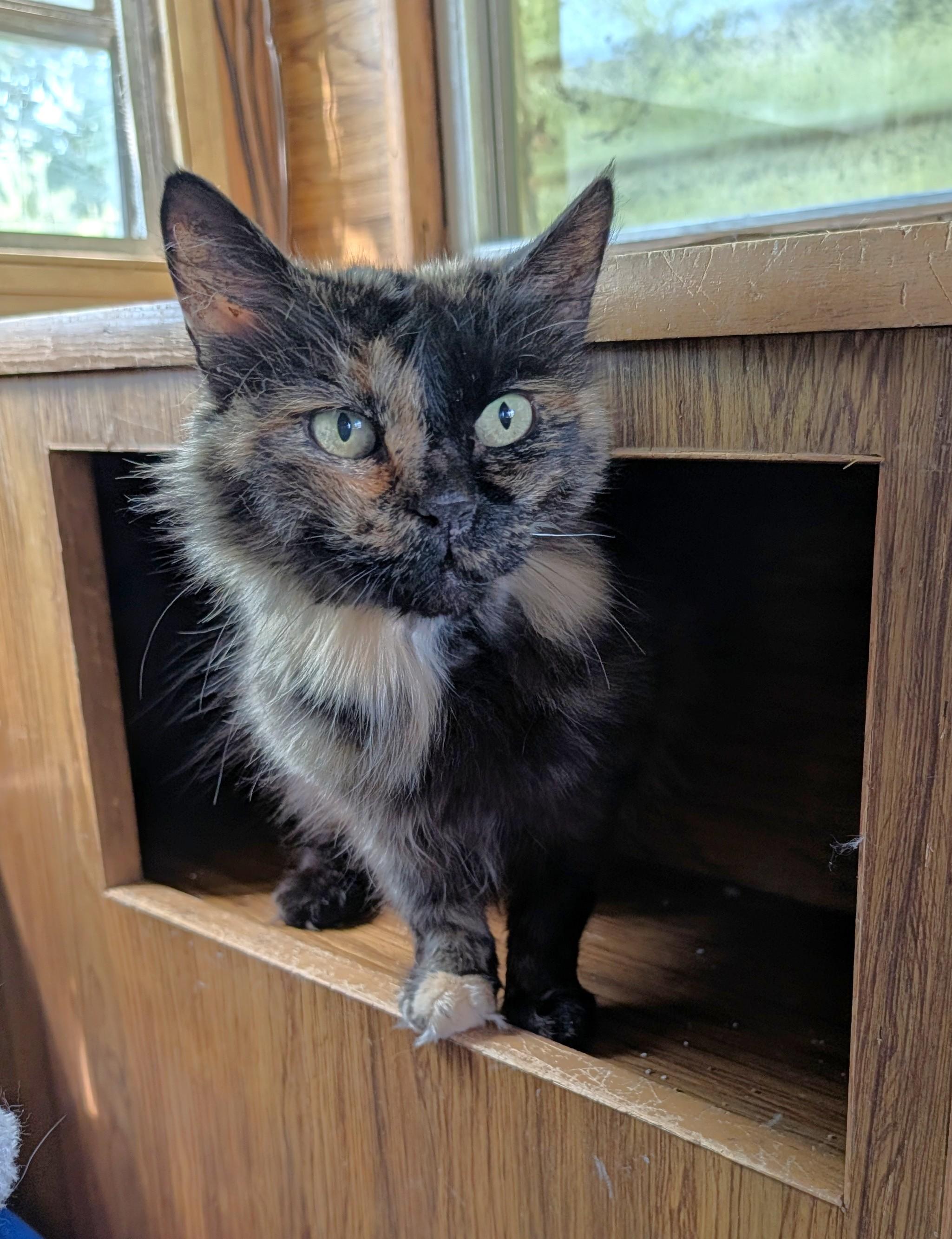Enlarge Mochi, a ADOPTABLE Domestic Short Hair in Washoe Valley, NV image 2/2