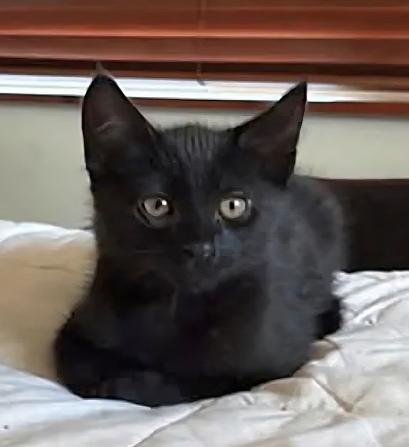 Chiye, ADOPTABLE, Kitten Male Domestic Short Hair.