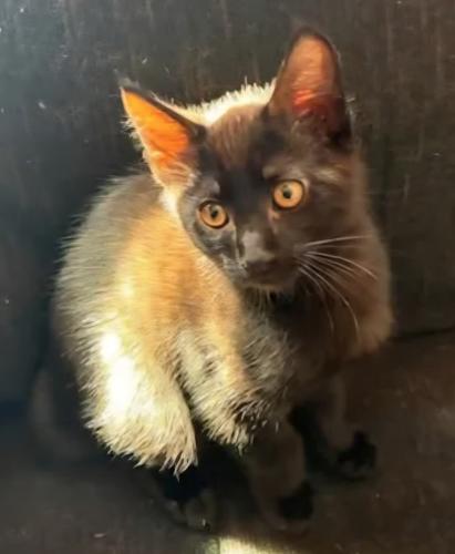 Enlarge Chiye, a ADOPTABLE mixed breed in Escondido, CA image 2/2