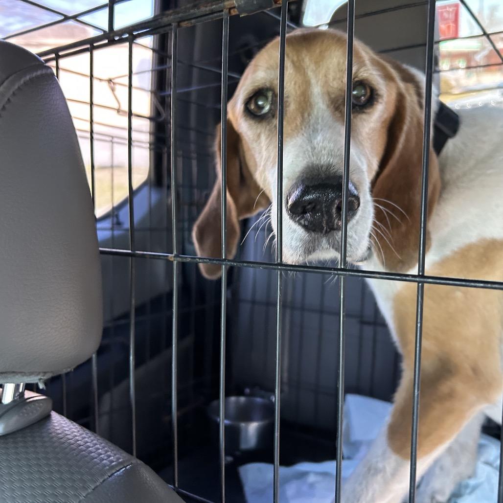 Henry, Adoptable, Adult Male Treeing Walker Coonhound.
