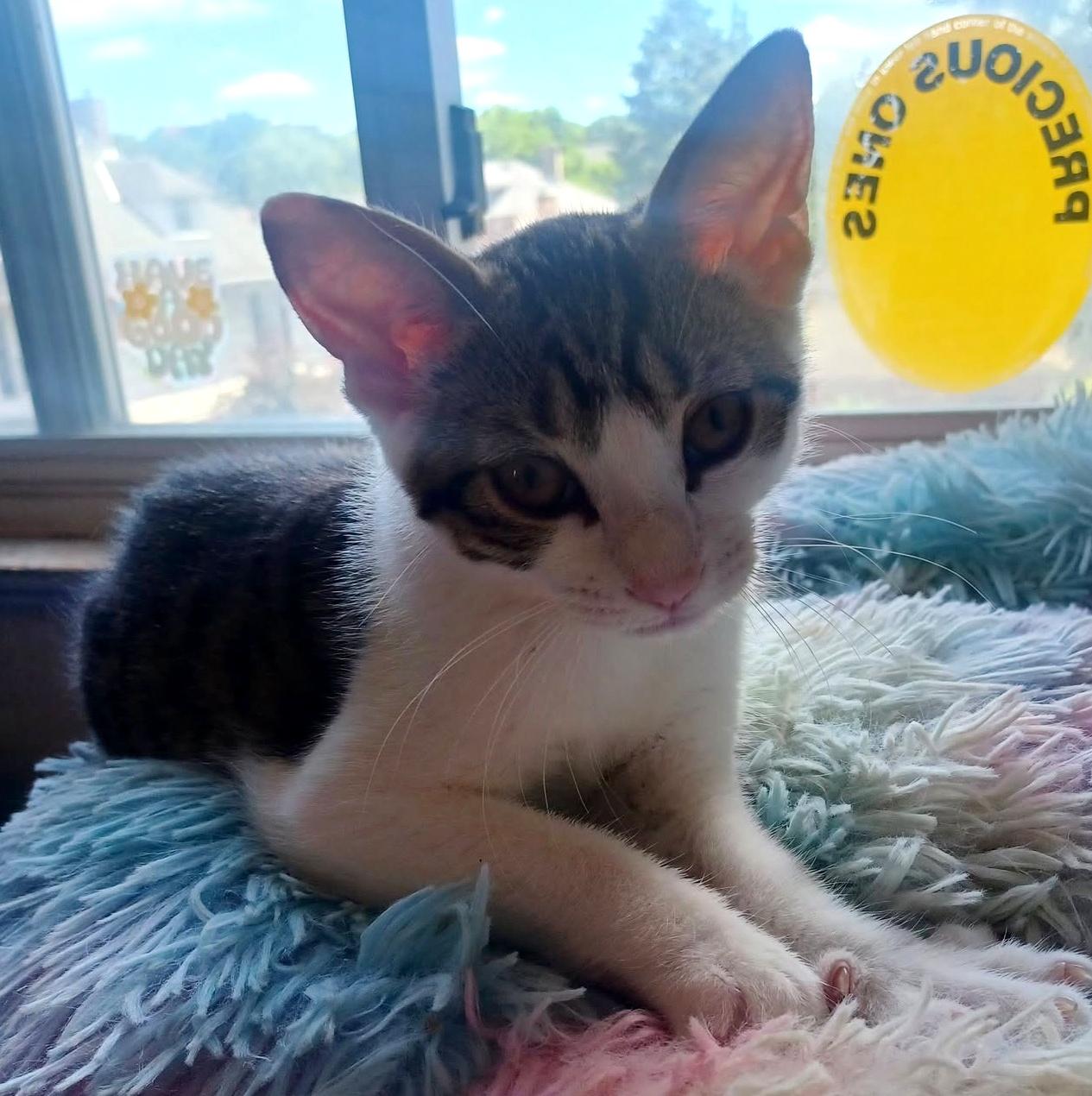 Enlarge Jujube, a ADOPTABLE Domestic Short Hair in Pittsburgh, PA image 6/6