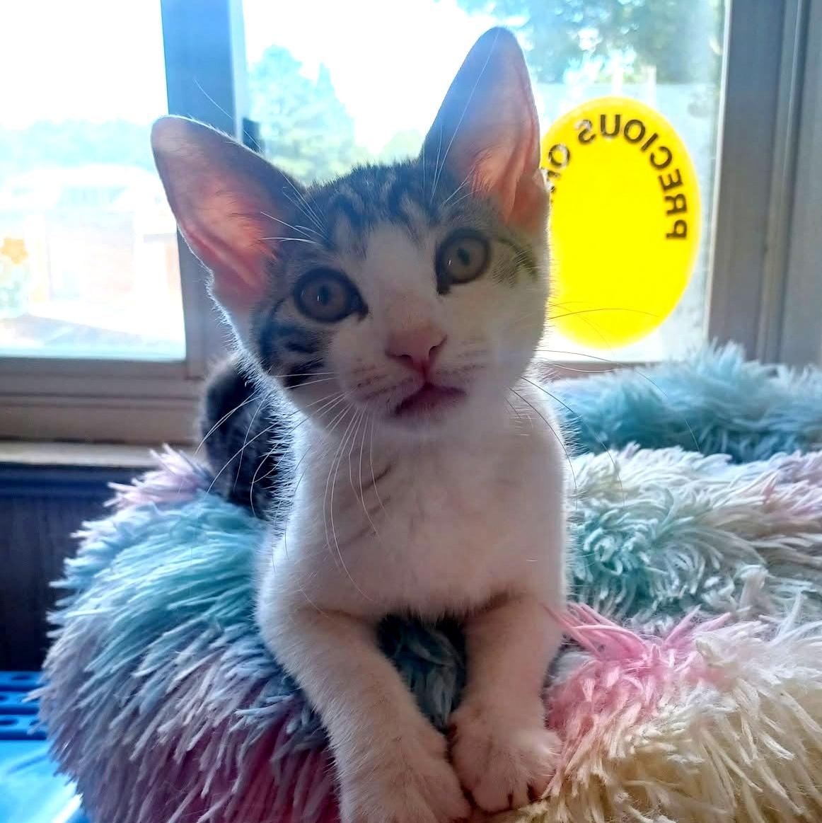 Enlarge Jujube, a ADOPTABLE Domestic Short Hair in Pittsburgh, PA image 2/6