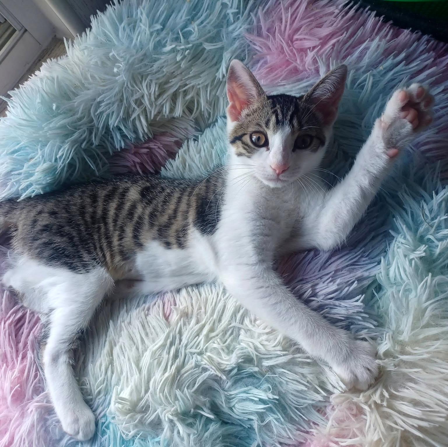 Jujube, ADOPTABLE, Kitten Female Domestic Short Hair.