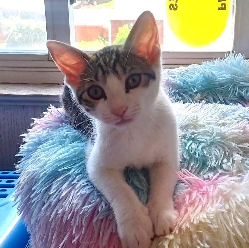 Enlarge Jujube, a ADOPTABLE Domestic Short Hair in Pittsburgh, PA image 5/6