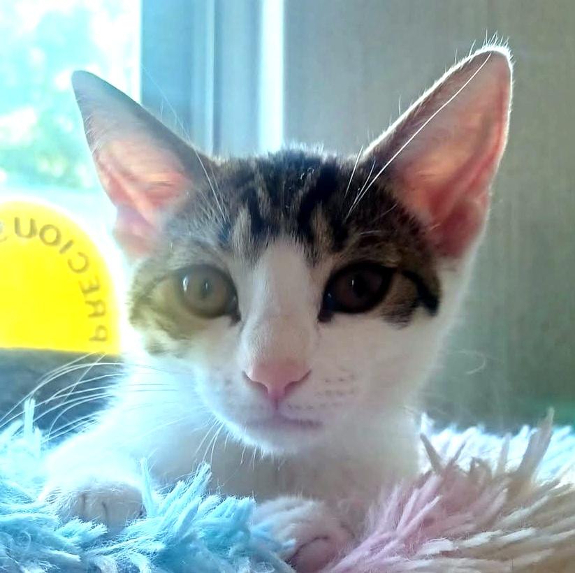 Enlarge Jujube, a ADOPTABLE Domestic Short Hair in Pittsburgh, PA image 3/6