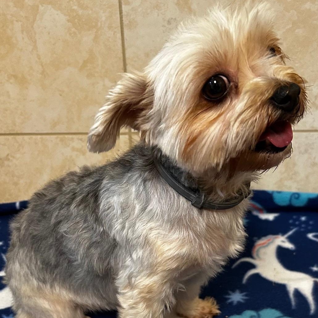 Enlarge Willow, a Adopted Yorkshire Terrier in Bartonsville, PA image 3/4