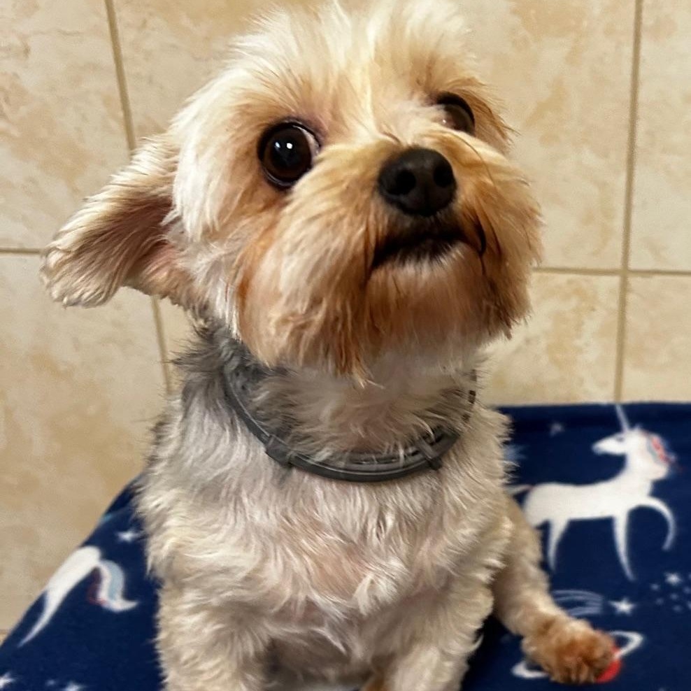 Willow, Adopted, Adult Female Yorkshire Terrier.