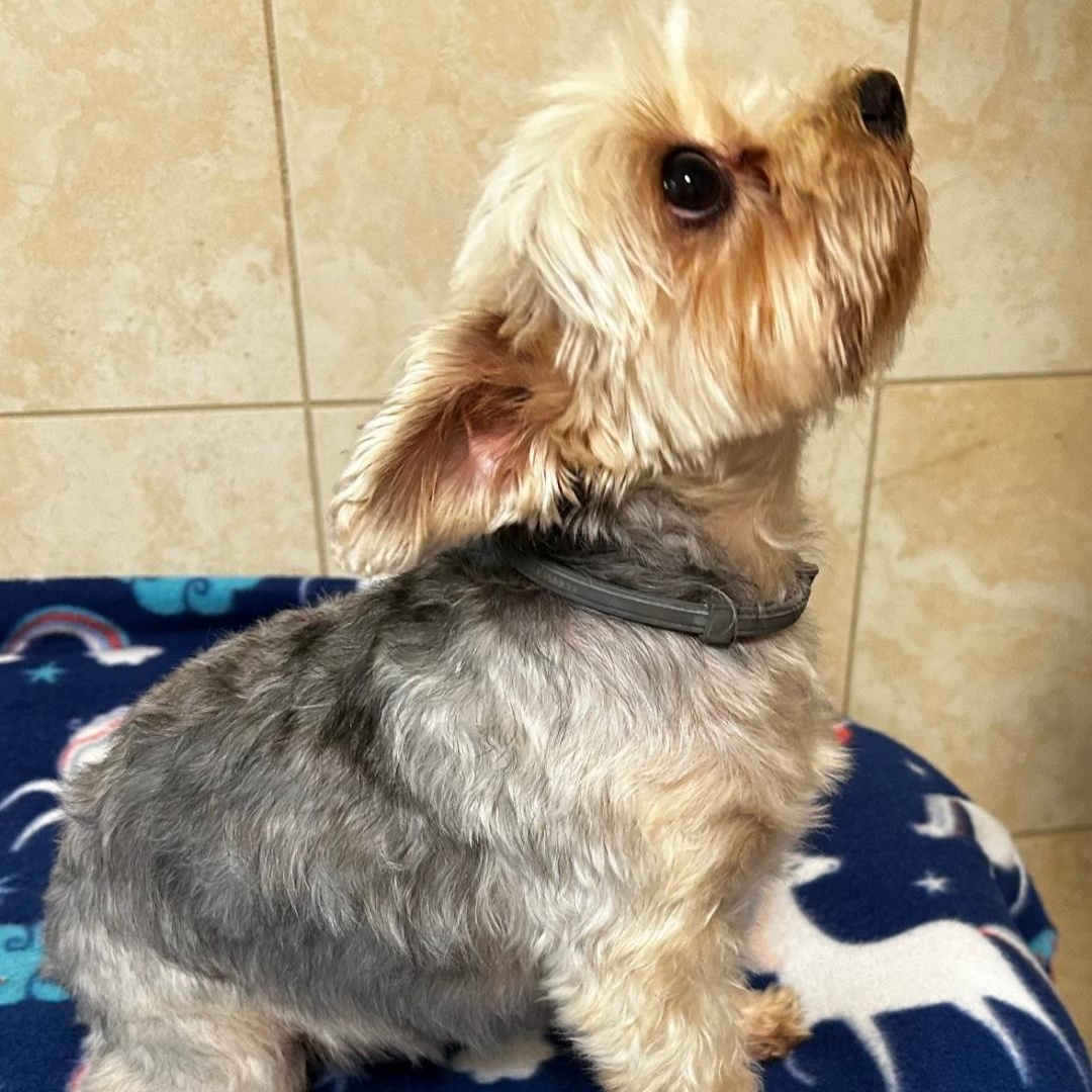 Enlarge Willow, a Adopted Yorkshire Terrier in Bartonsville, PA image 2/4