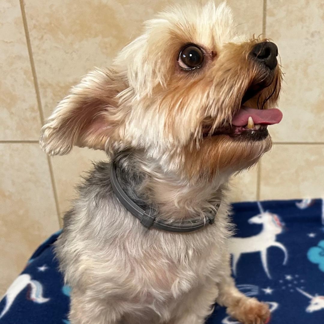 Enlarge Willow, a Adopted Yorkshire Terrier in Bartonsville, PA image 4/4