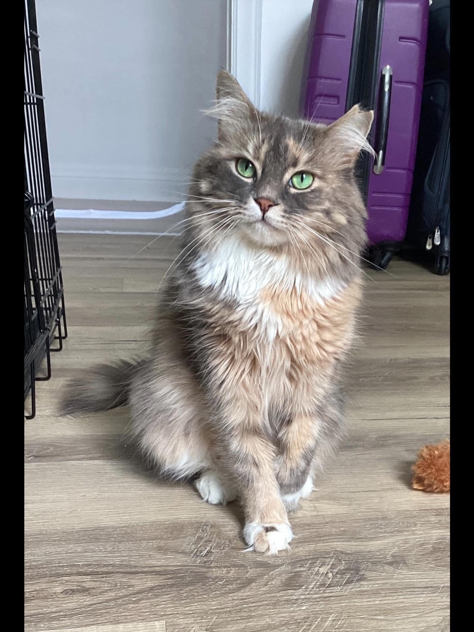 Enlarge Lily, a Adopted Domestic Long Hair in Terrebonne, QC image 1/6