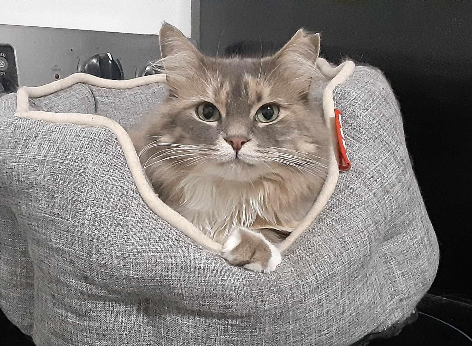 Enlarge Lily, a Adopted Domestic Long Hair in Terrebonne, QC image 4/6