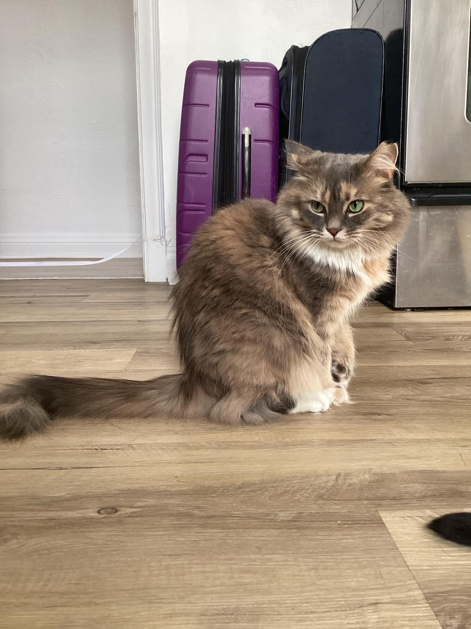 Enlarge Lily, a Adopted Domestic Long Hair in Terrebonne, QC image 5/6
