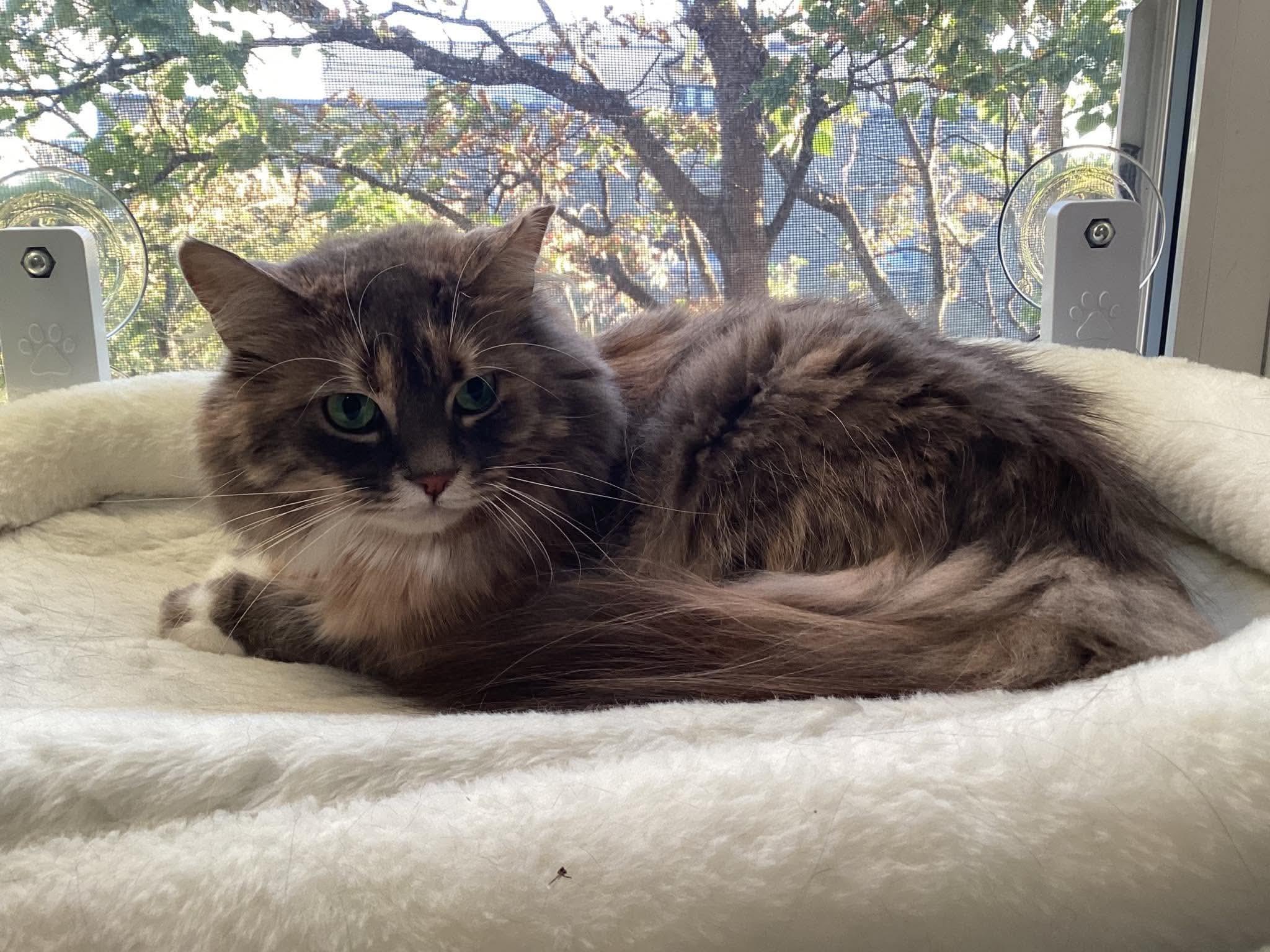 Enlarge Lily, a Adopted Domestic Long Hair in Terrebonne, QC image 3/6