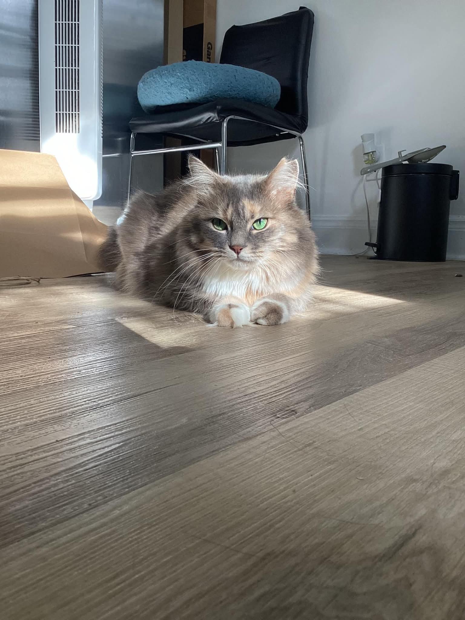 Enlarge Lily, a Adopted Domestic Long Hair in Terrebonne, QC image 6/6