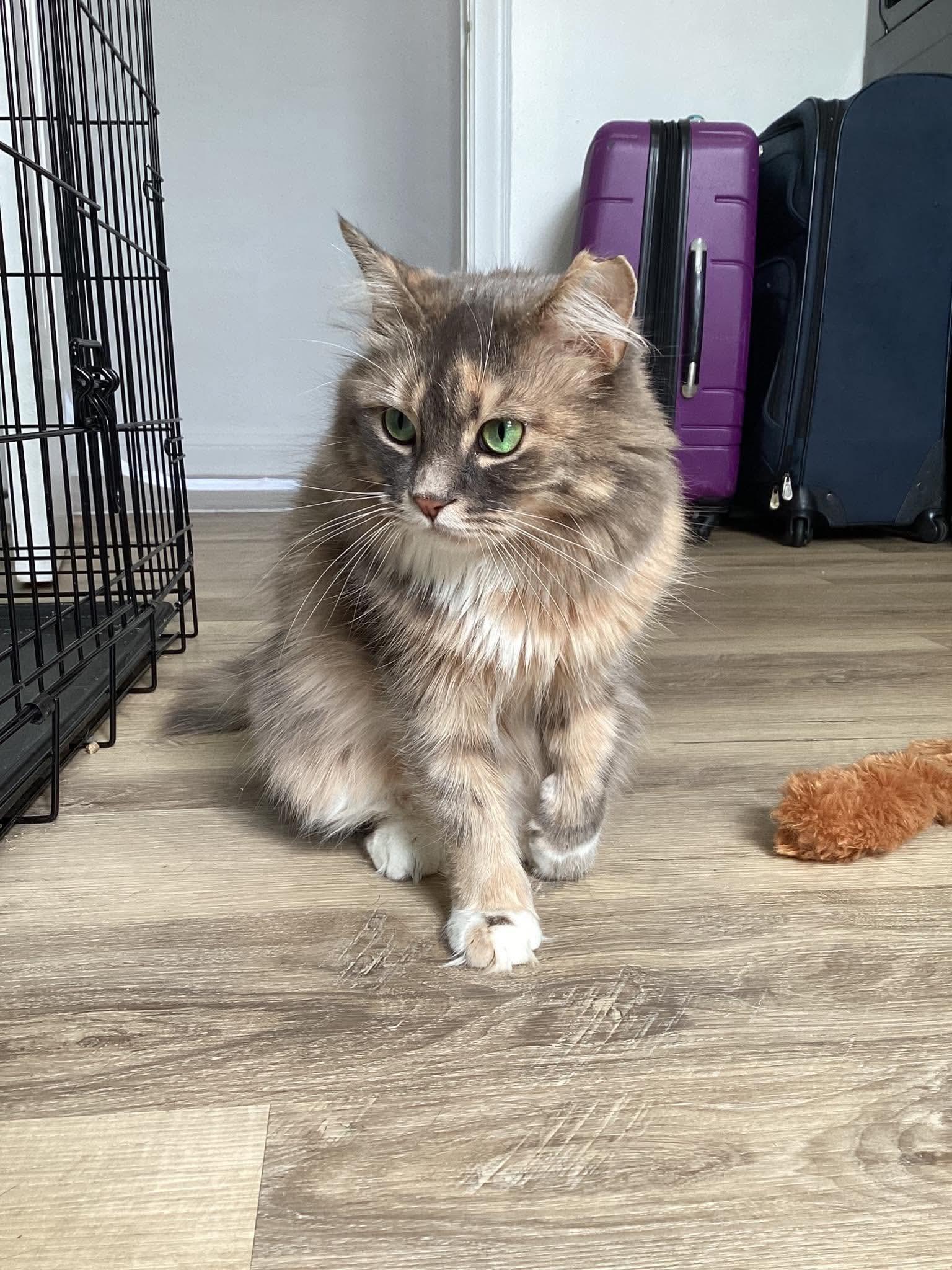 Enlarge Lily, a Adopted Domestic Long Hair in Terrebonne, QC image 2/6