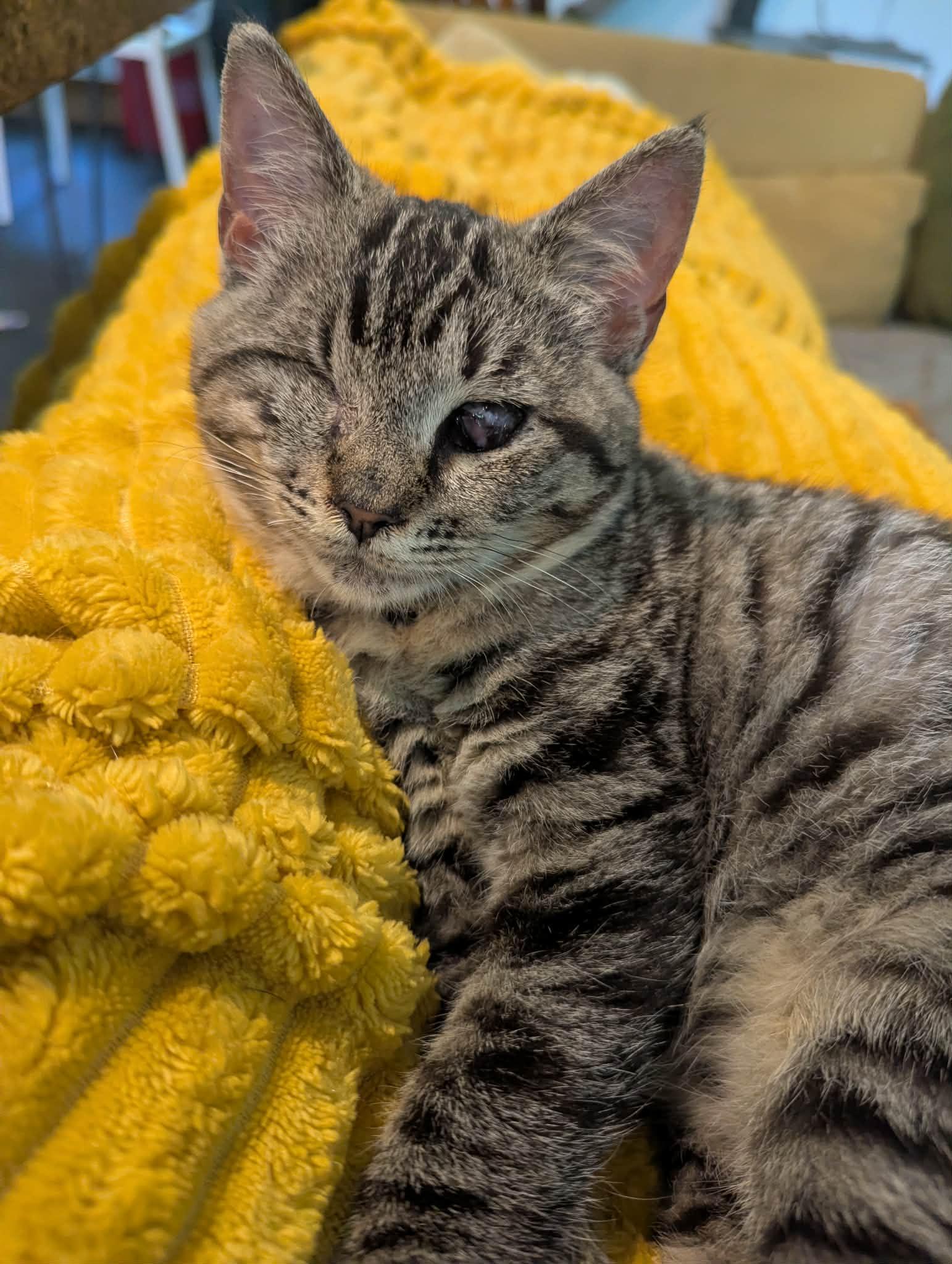 Zombelina Geraldine, an adopted Domestic Short Hair in Delhi, NY image 3/3