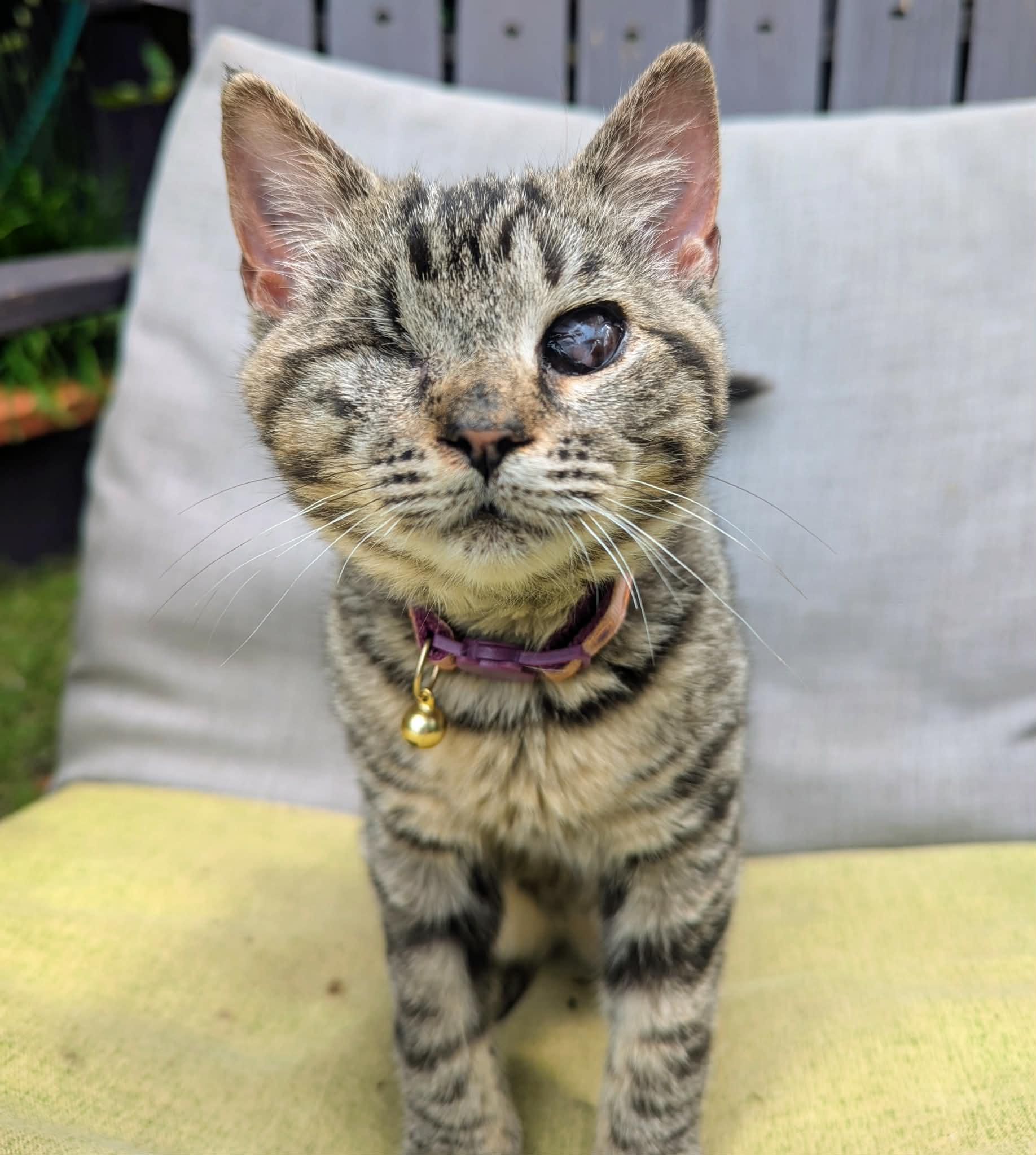 Zombelina Geraldine, adopted, Young Female Domestic Short Hair.