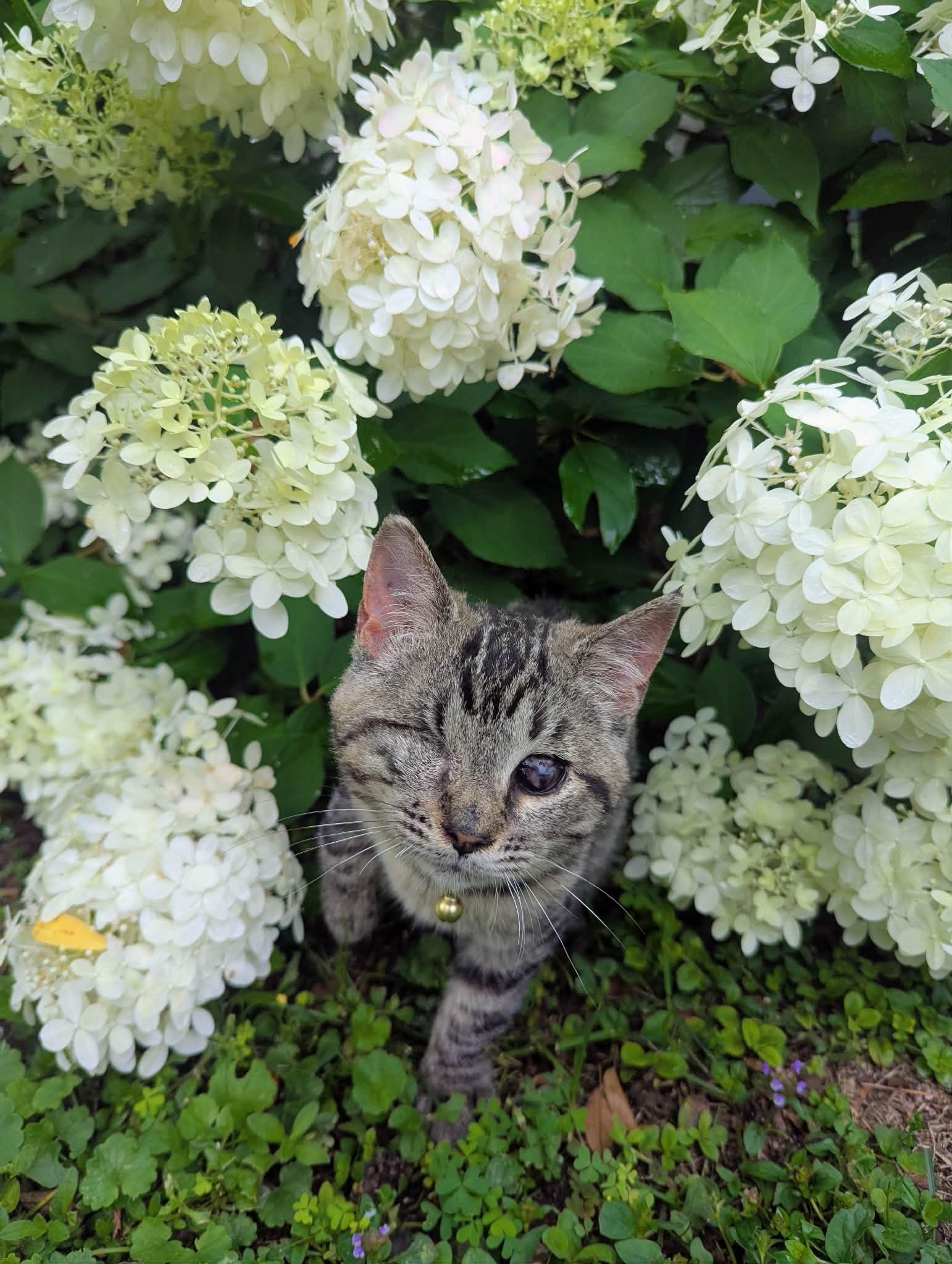 Zombelina Geraldine, an adopted Domestic Short Hair in Delhi, NY image 2/3