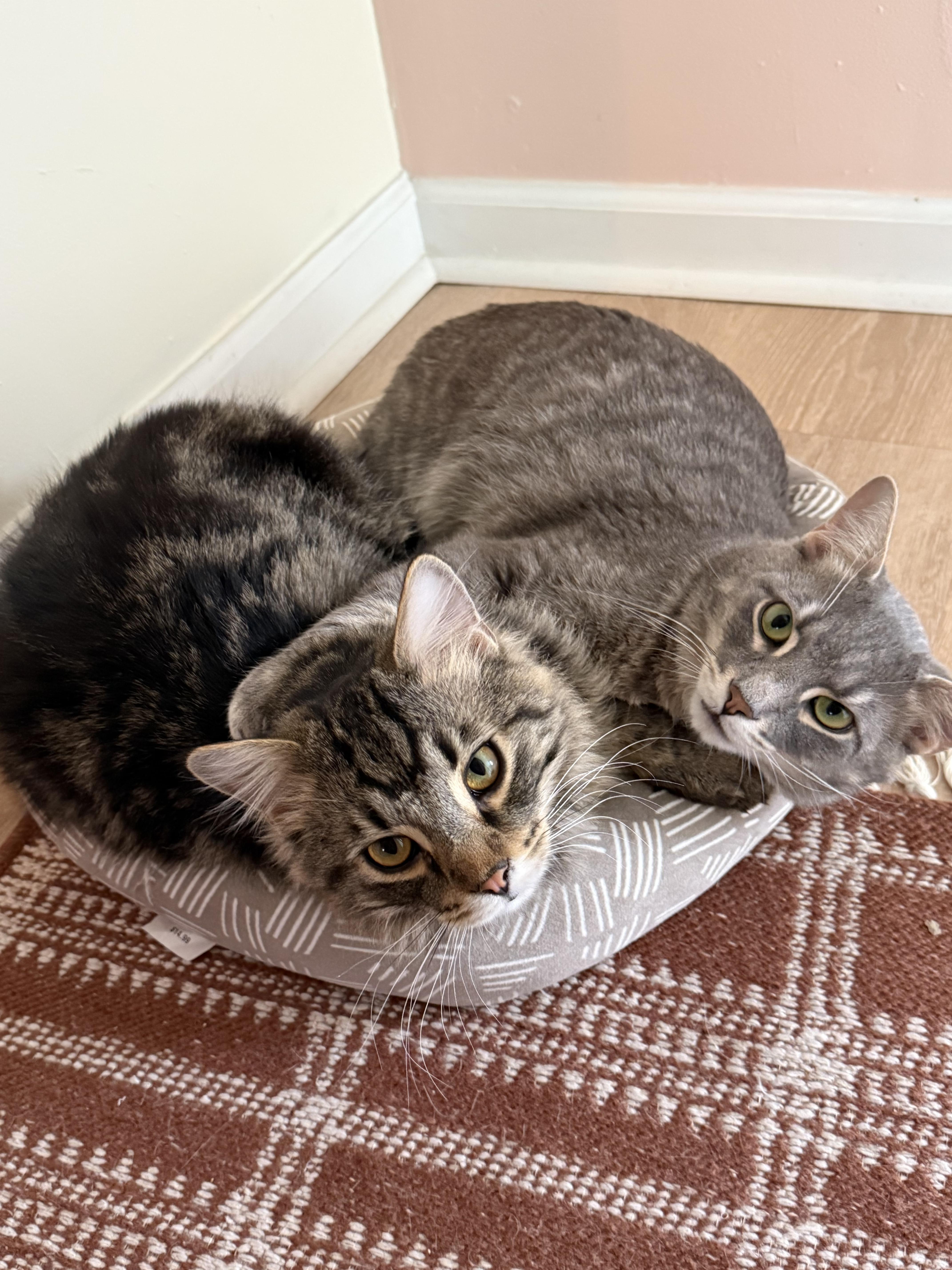 Sofa, adopted, Adult Male Domestic Medium Hair.