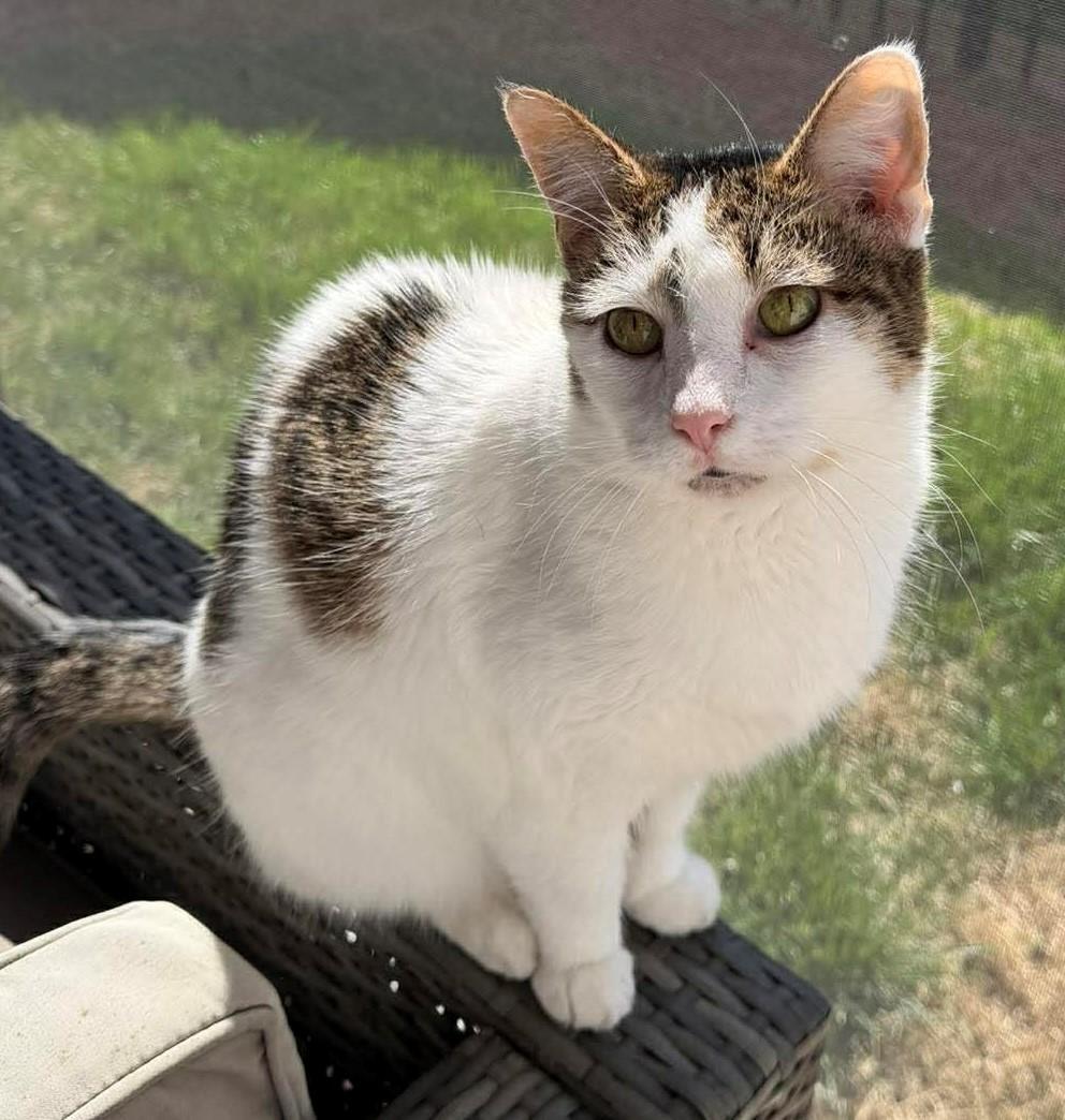 Meleys, adopted, Adult Female Domestic Short Hair.