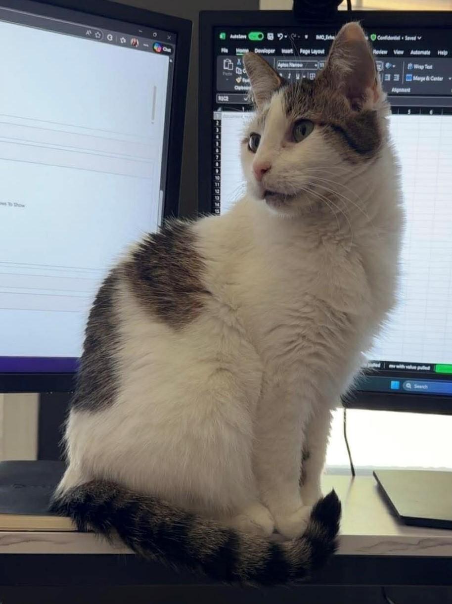 Meleys, an adopted Domestic Short Hair in Charlotte, NC image 5/6