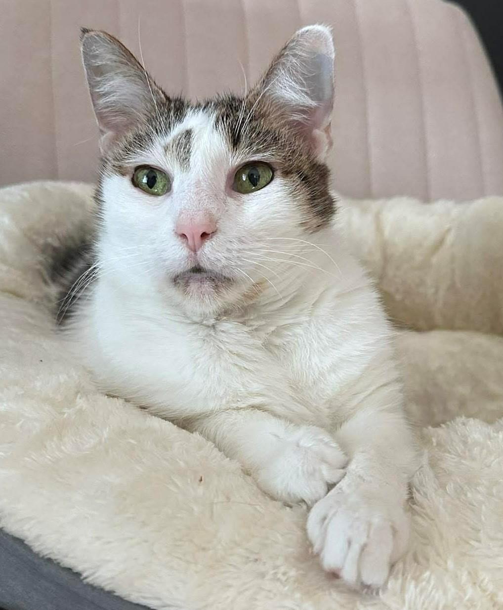 Meleys, an adopted Domestic Short Hair in Charlotte, NC image 6/6