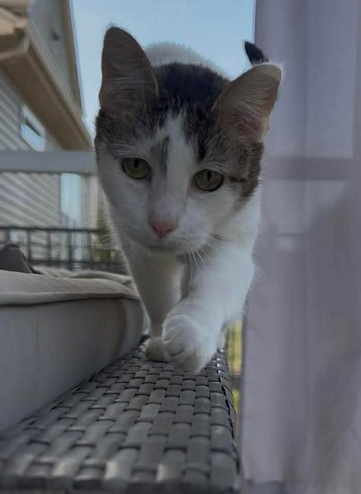 Meleys, an adopted Domestic Short Hair in Charlotte, NC image 2/6