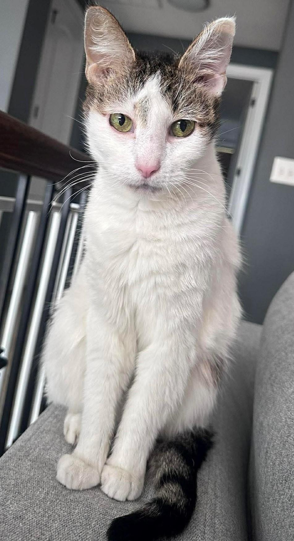 Meleys, an adopted Domestic Short Hair in Charlotte, NC image 4/6