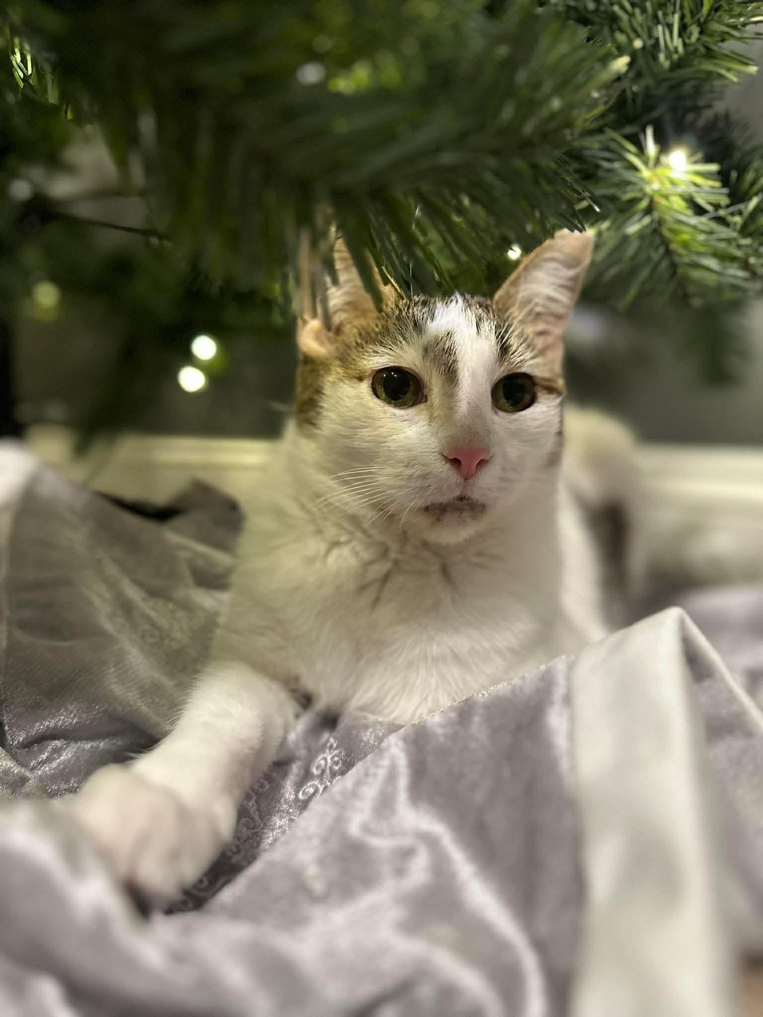 Meleys, an adopted Domestic Short Hair in Charlotte, NC image 3/6