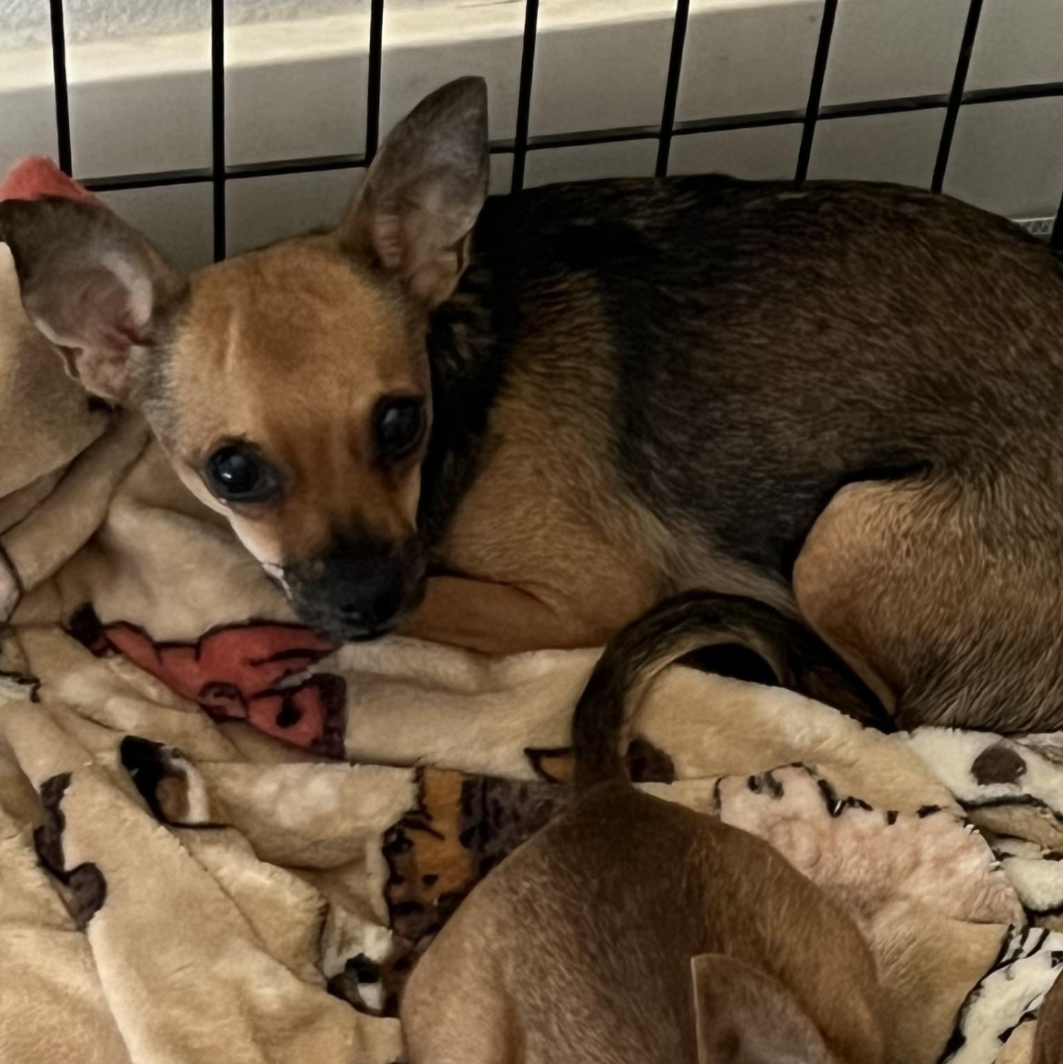 Enlarge Faye, a Adoptable Chihuahua in Phoenix, AZ image 1/4