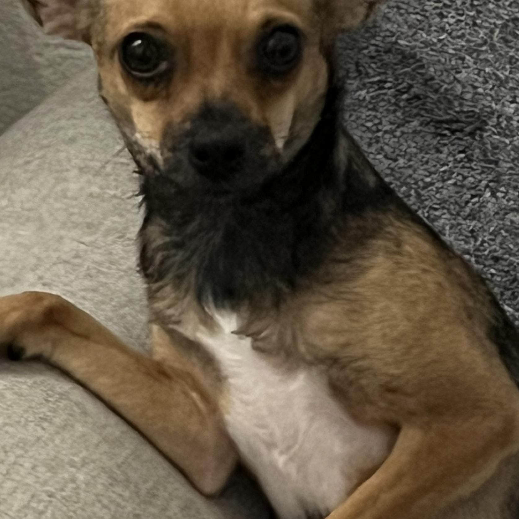 Enlarge Faye, a Adoptable Chihuahua in Phoenix, AZ image 2/4