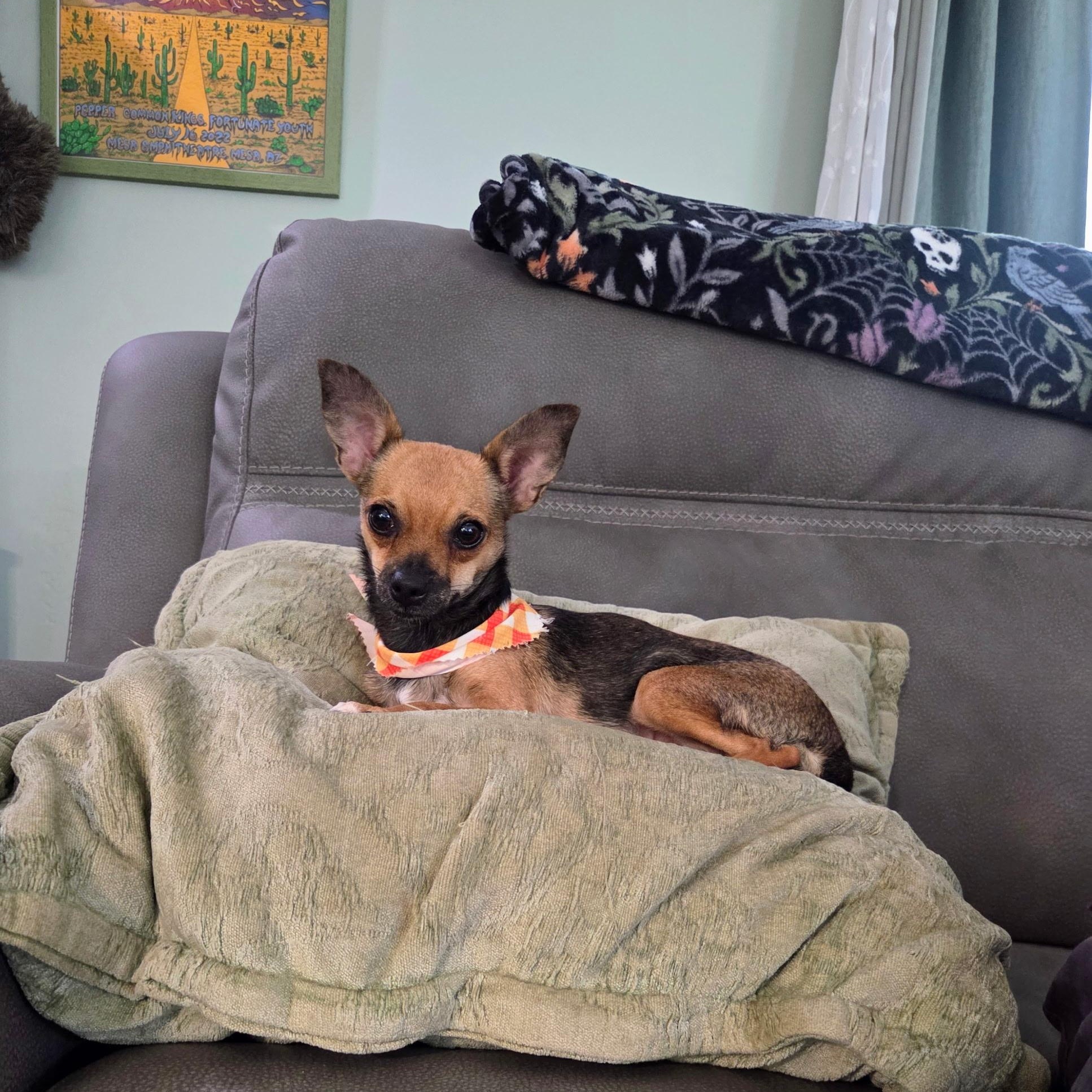 Enlarge Faye, a Adoptable Chihuahua in Phoenix, AZ image 1/4