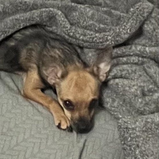 Enlarge Faye, a Adoptable Chihuahua in Phoenix, AZ image 4/4