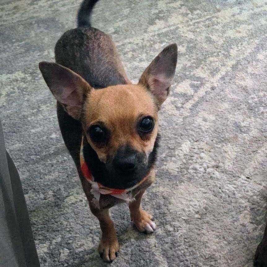 Enlarge Faye, a Adoptable Chihuahua in Phoenix, AZ image 2/4